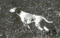 Pedigree PUCE DU SAMOURAI Pedigree PUCE DU SAMOURAI